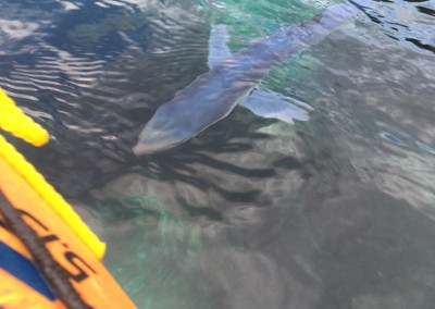 Les joies du kayak de mer: Bébé requin à Port Pin - Calanc'O Kayak Paddle Cassis.