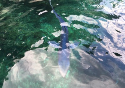 Les joies du kayak de mer: Bébé requin à Port Pin - Calanc'O Kayak Paddle Cassis.