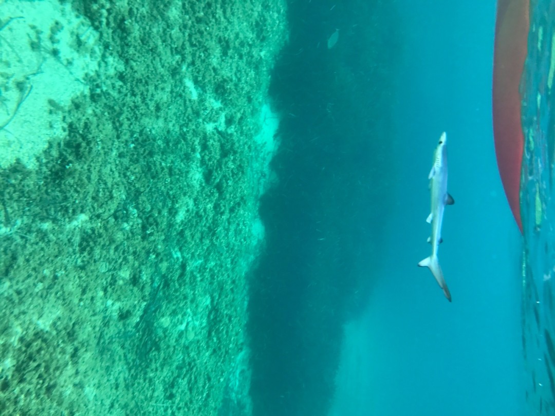 Requin à Port Pin – La vidéo